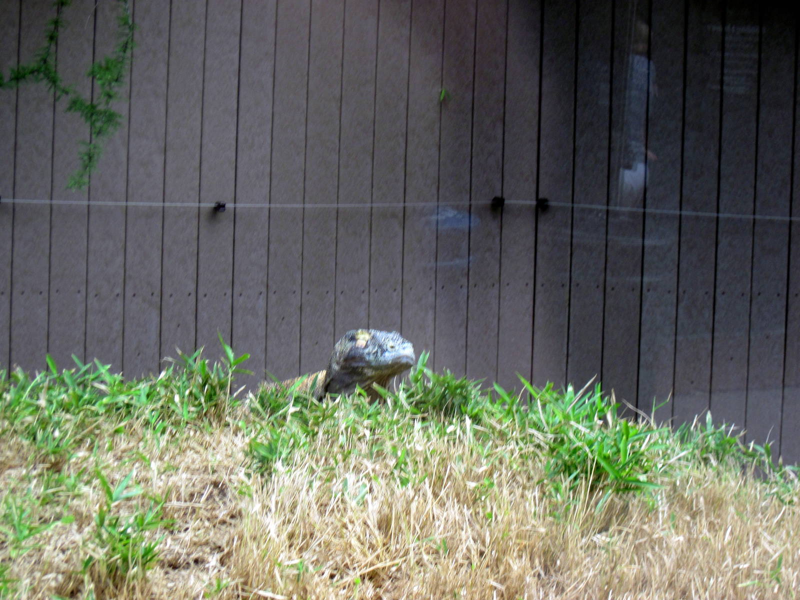 Reptile House-Komodo Dragon