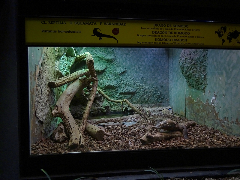Reptile House- Komodo dragon