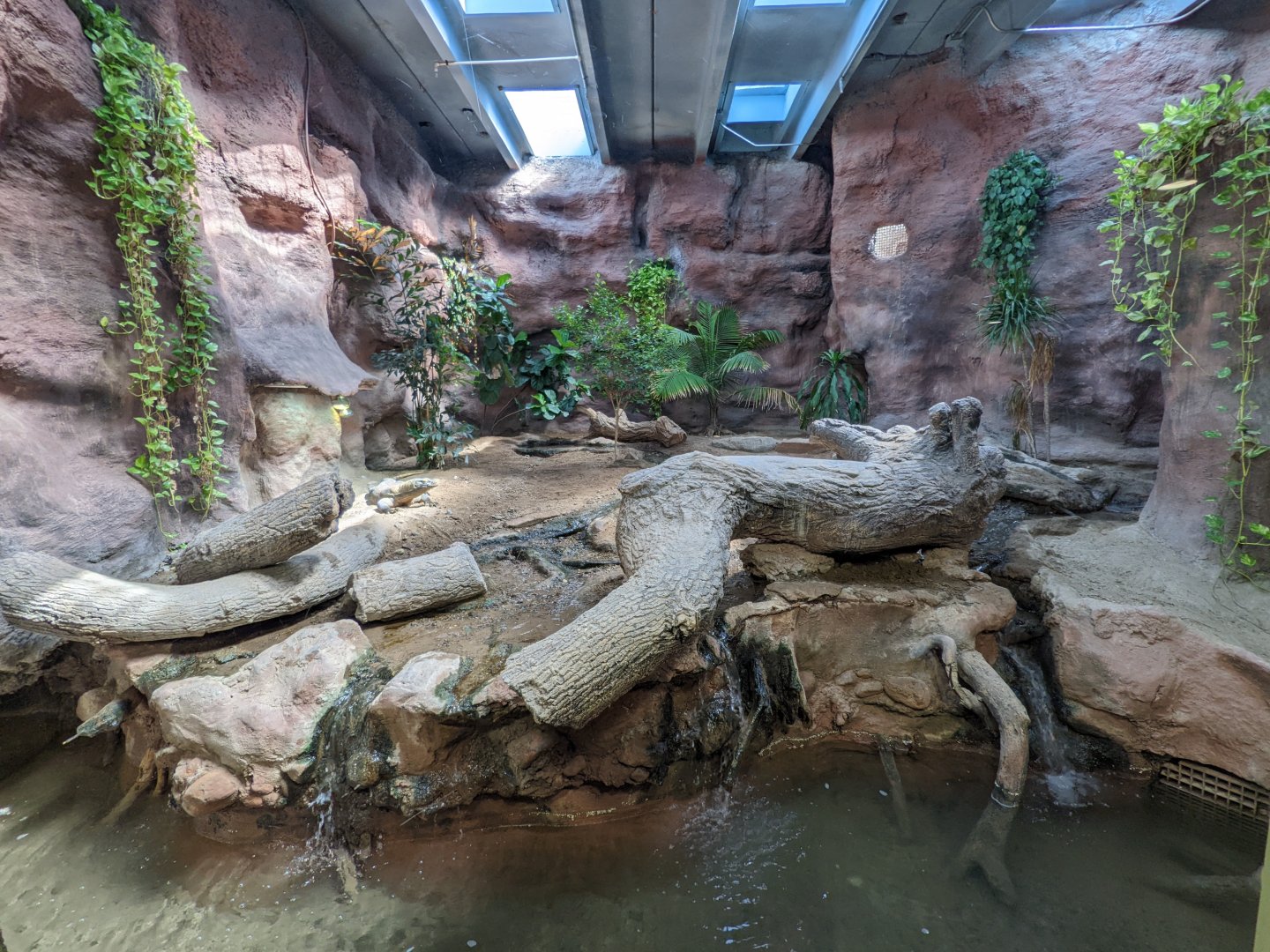 Reptile house - Komodo dragon