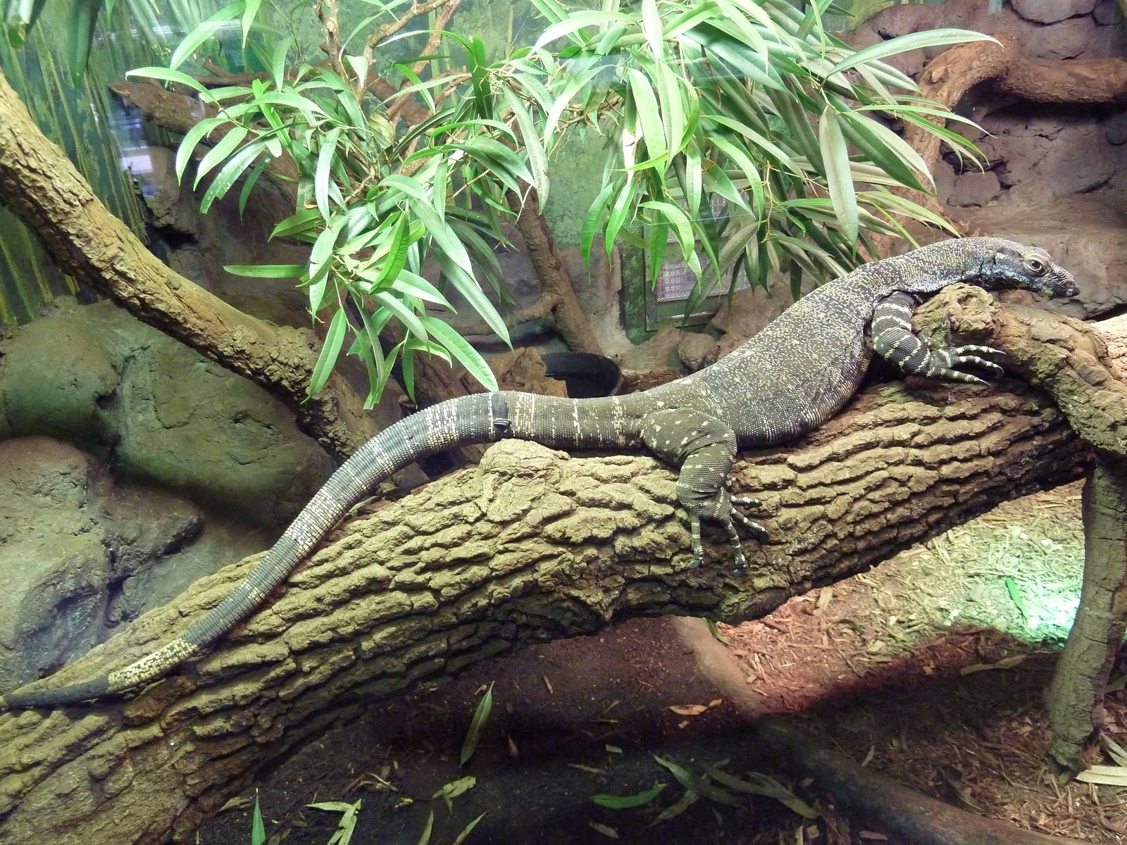 Reptile House - Lace Monitor