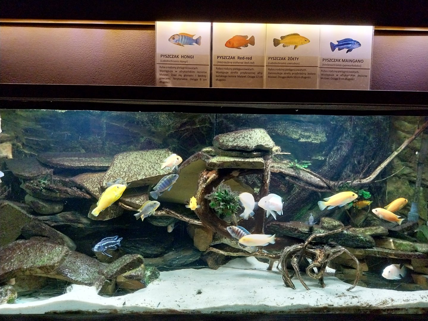 Reptile House - Lake Malawi aquarium