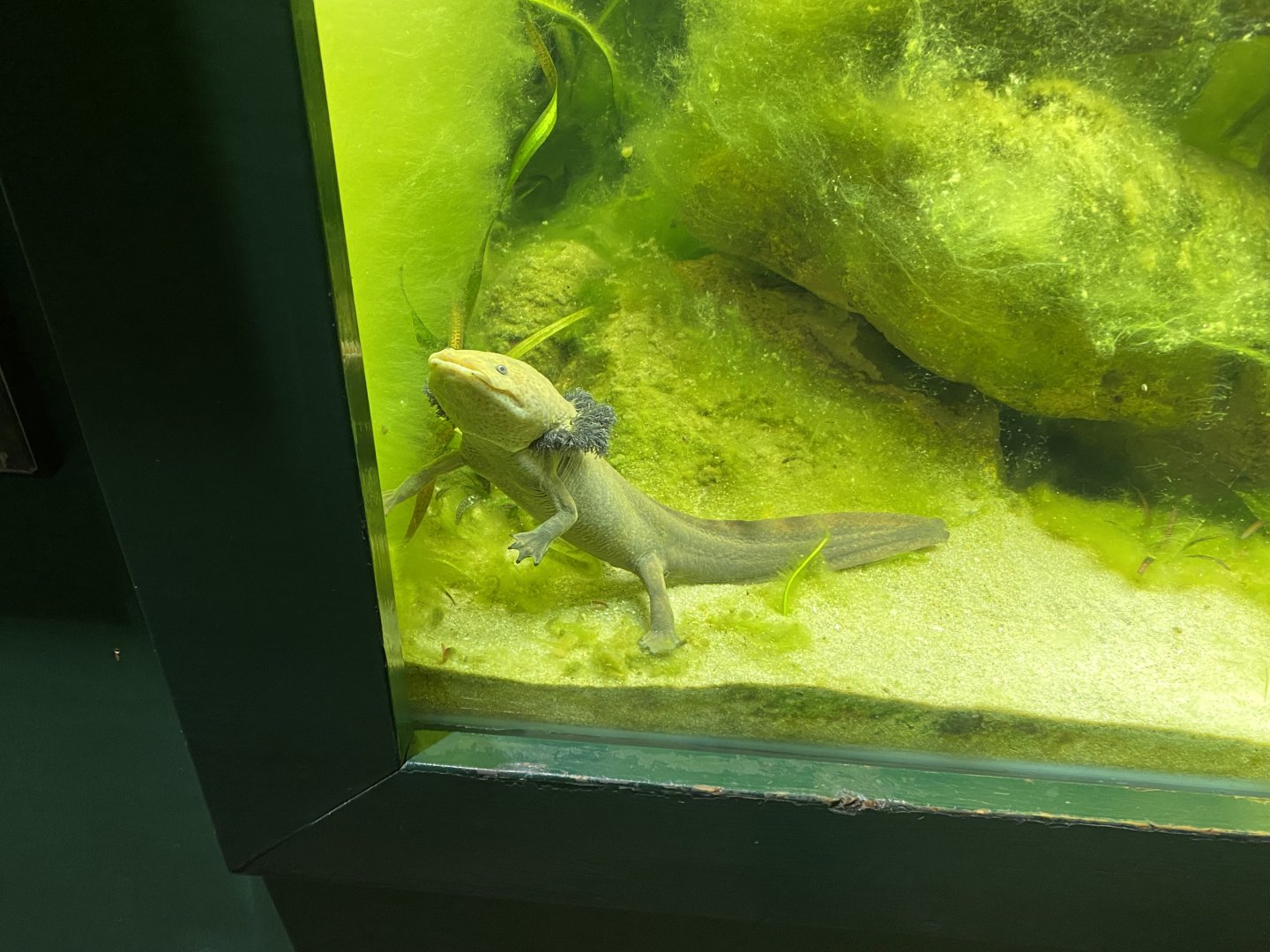 Reptile House - Lake Patzcuaro salamander 180322