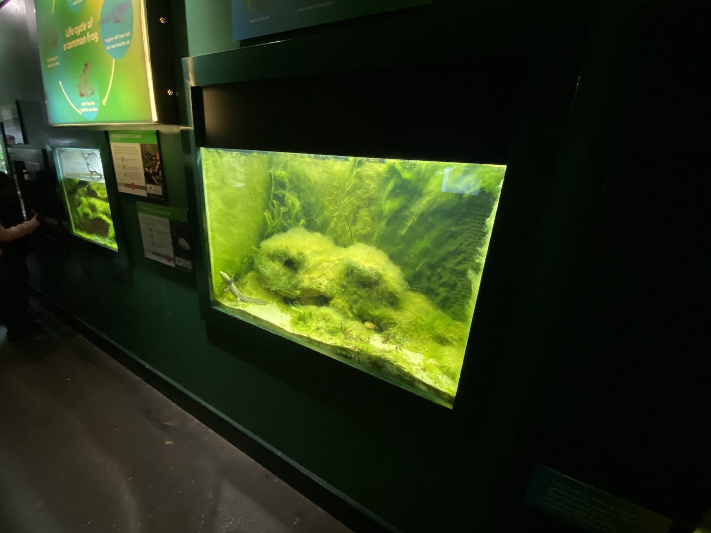 Reptile House - Lake Patzcuaro salamander exhibit 180322