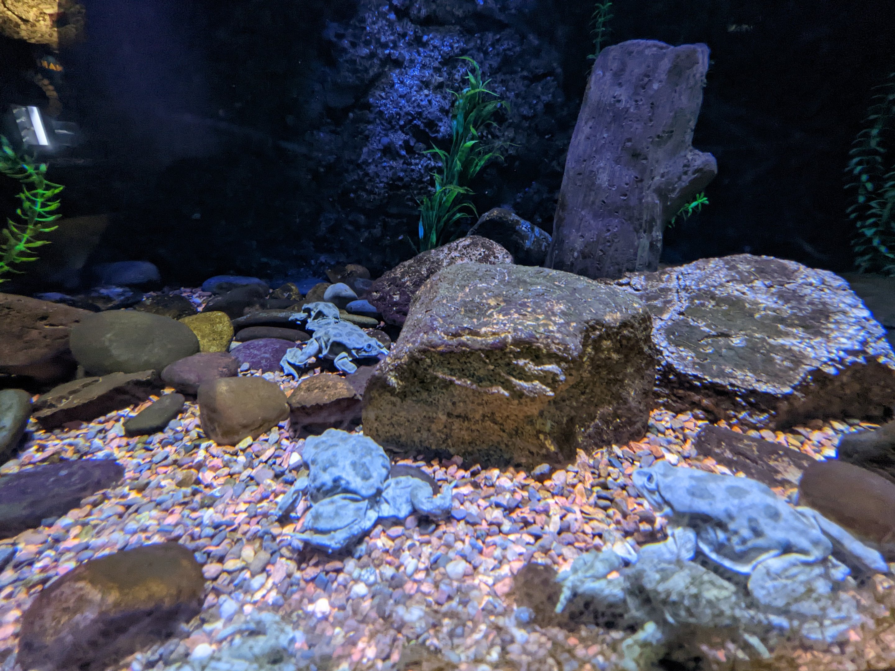 Reptile House - Lake Titicaca frog