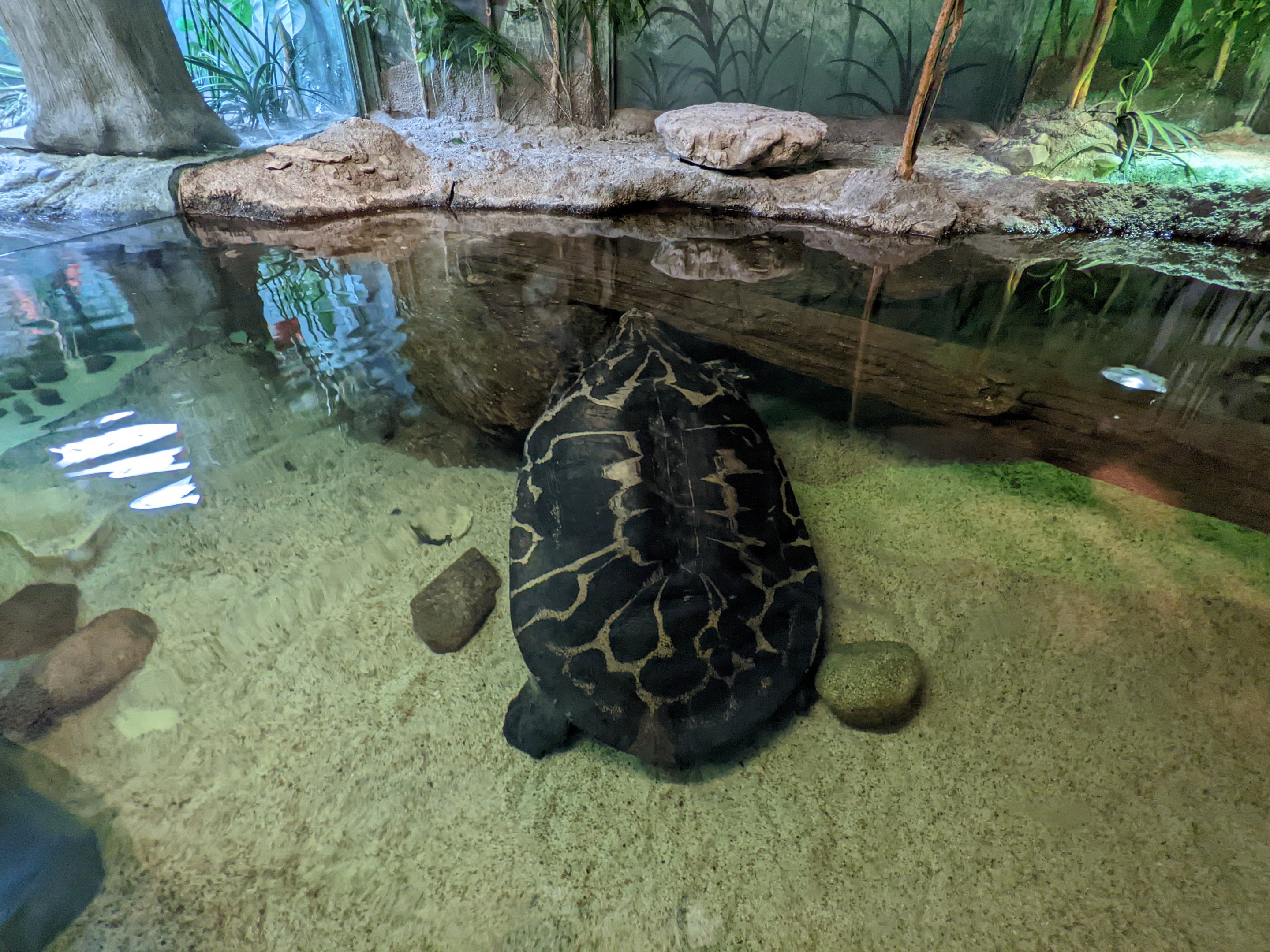 Reptile house - large turtle?
