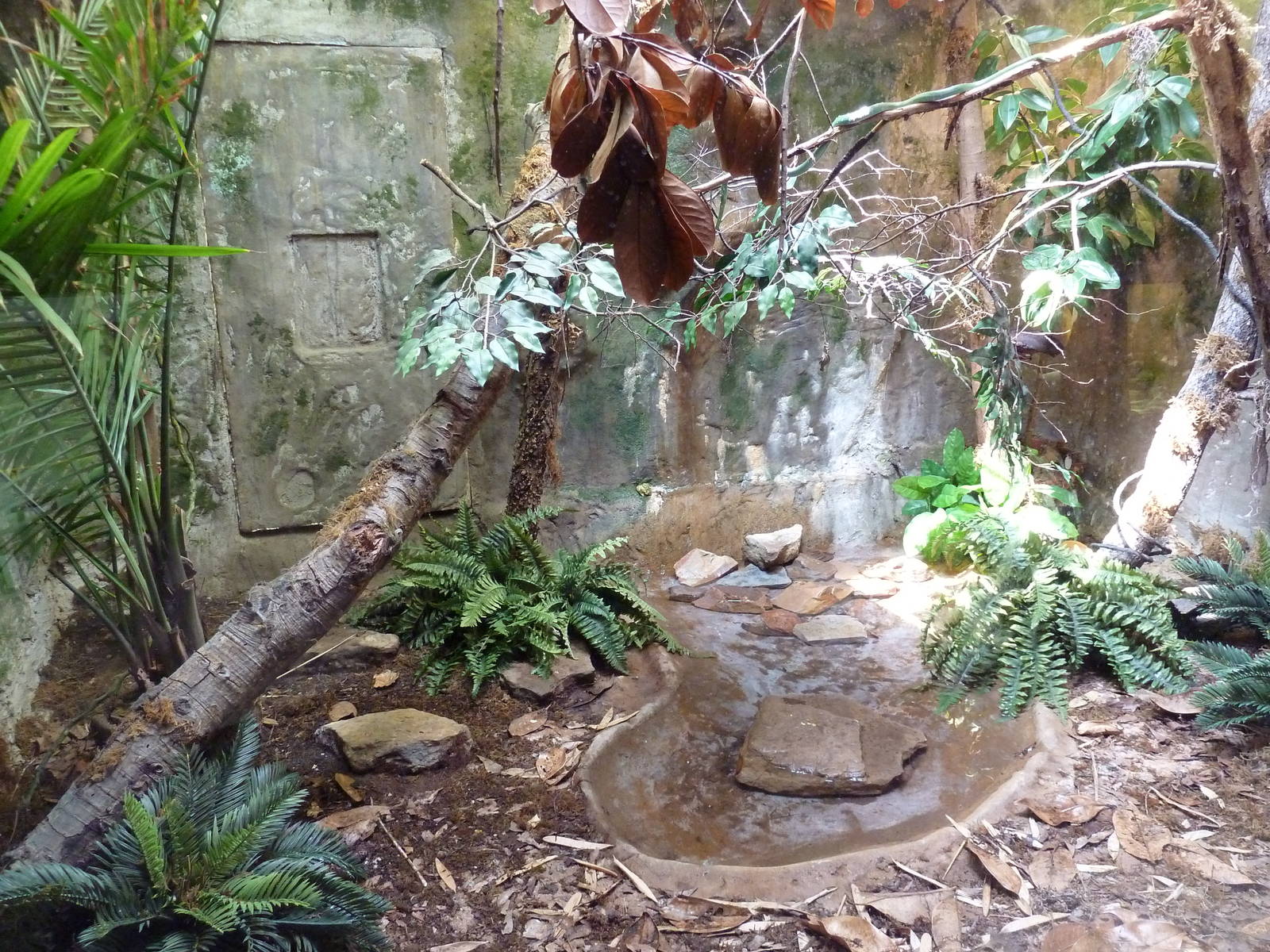 Reptile House - Leaf-Nosed Ratsnake Exhibit