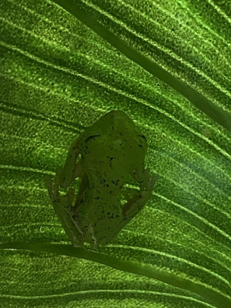 Reptile House - Lemur leaf frog 030924