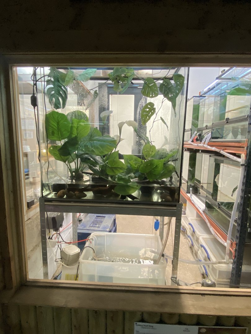 Reptile House - Lemur leaf frog exhibit 030924