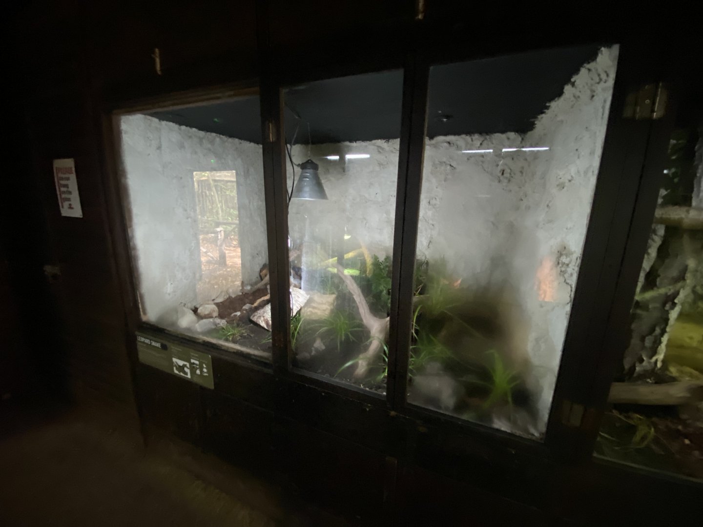 Reptile House - Leopard snake exhibit 030924