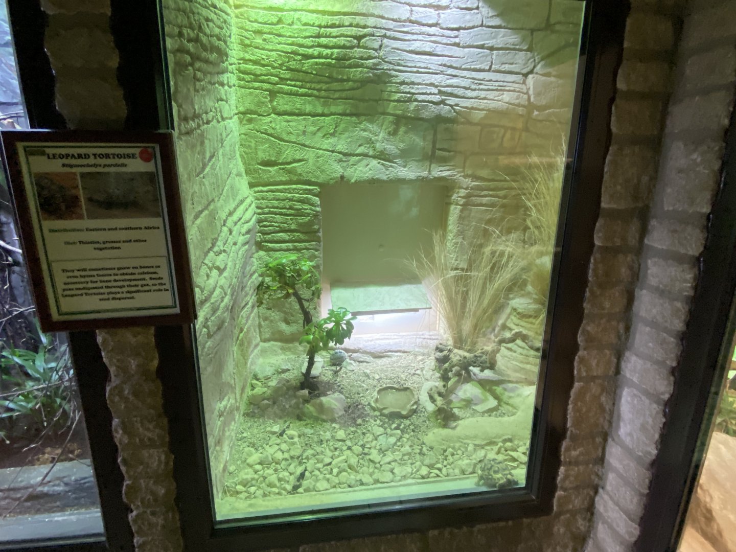 Reptile House - Leopard tortoise exhibit 280222