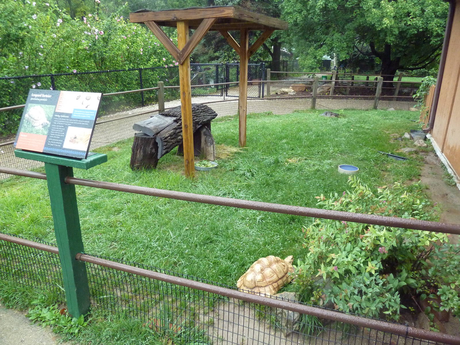 Reptile House - Leopard Tortoise Outdoor Yard