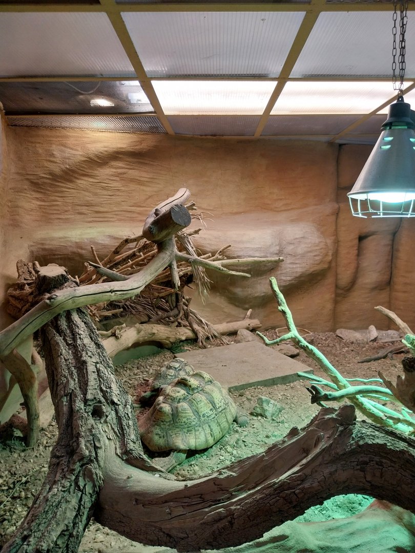 Reptile house - Leopard Tortoise (Stigmochelys pardalis)