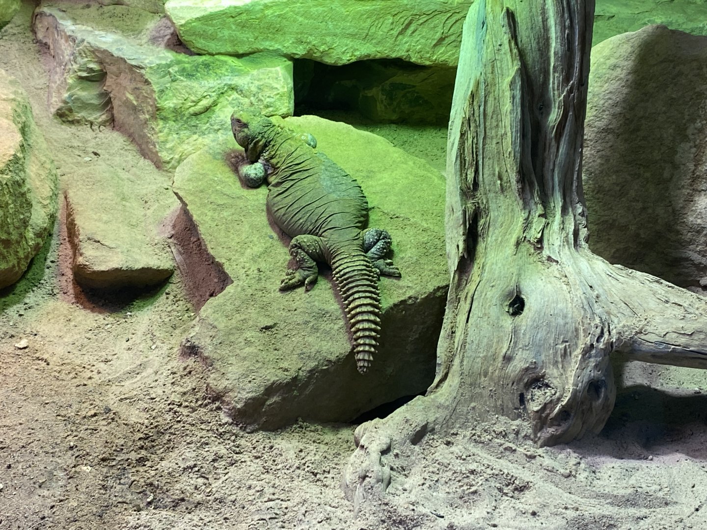 Reptile House - Leptiens spiny-tailed lizard 190622