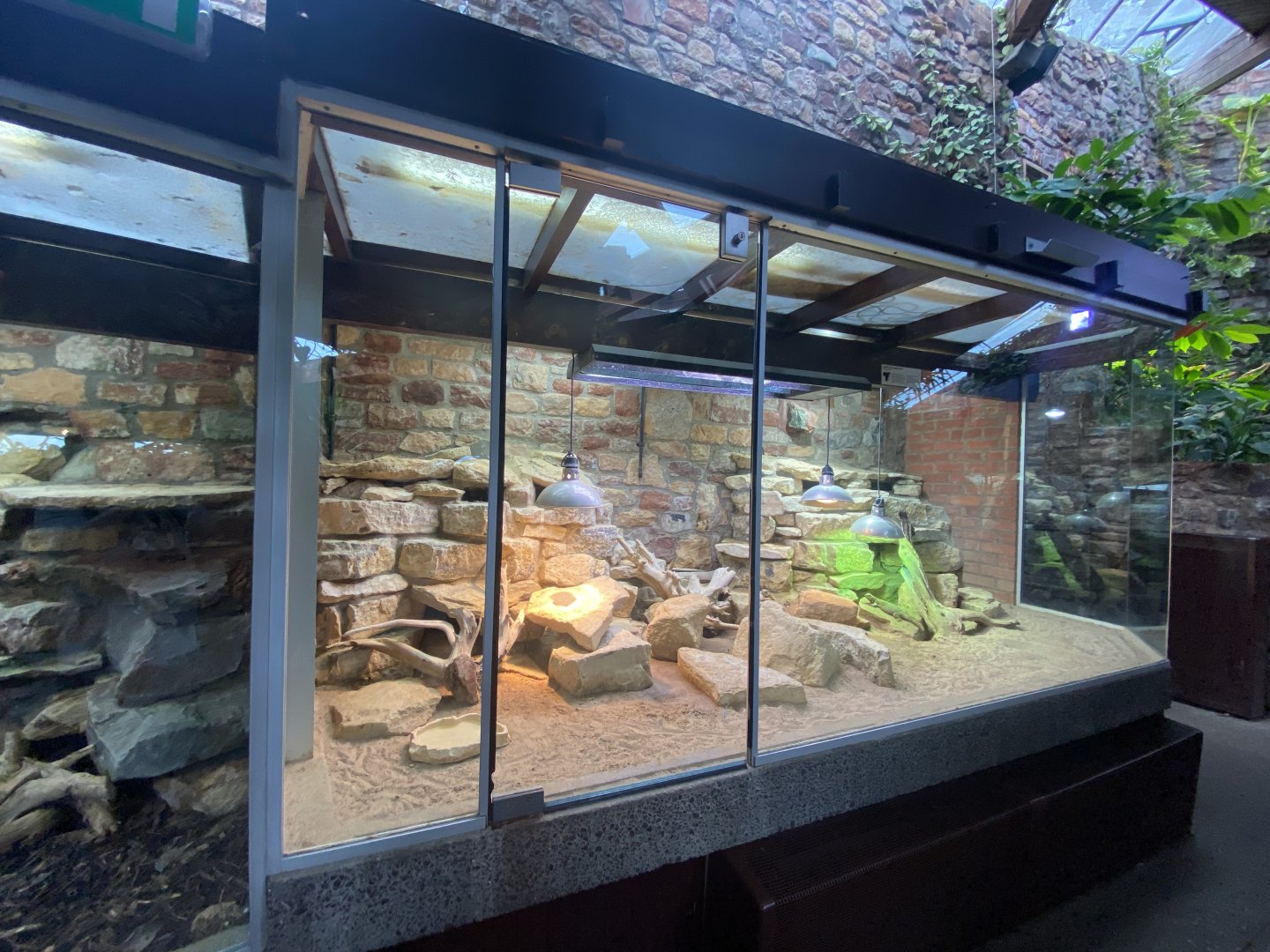 Reptile House - Leptiens spiny-tailed lizard exhibit 190622