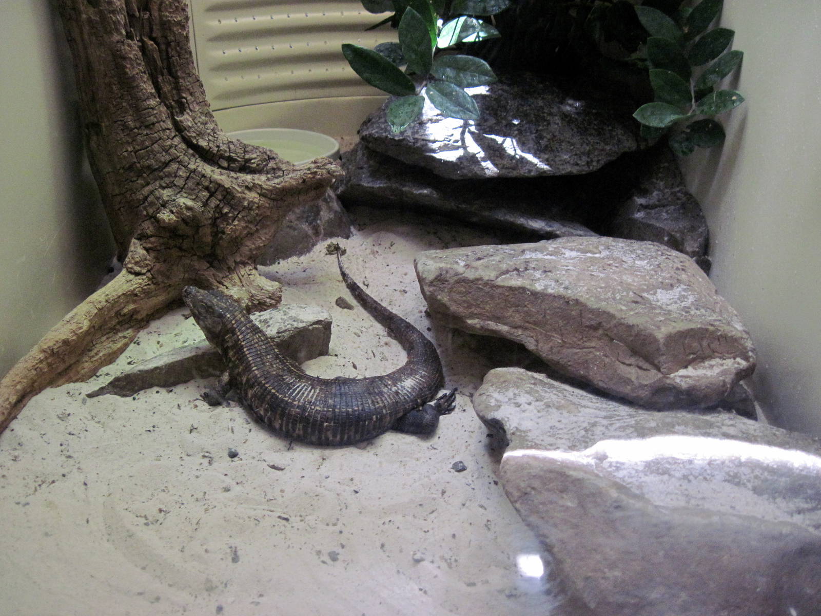 Reptile House-Madagascan Plated Lizard