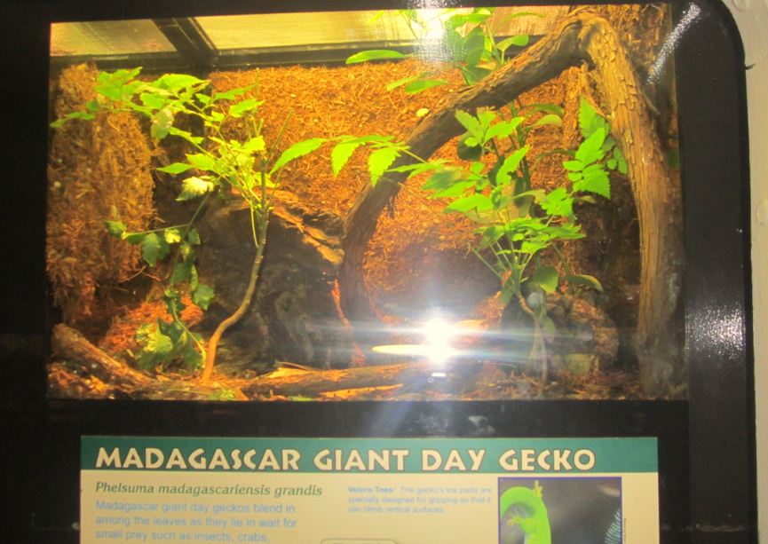 Reptile House-Madagascar Giant Day Gecko exhibit