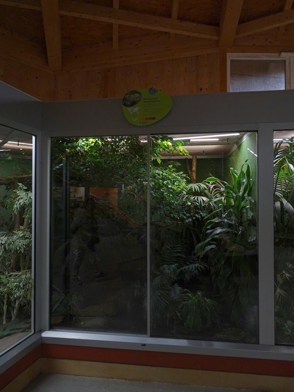 Reptile House: Madagascar tree boa enclosure