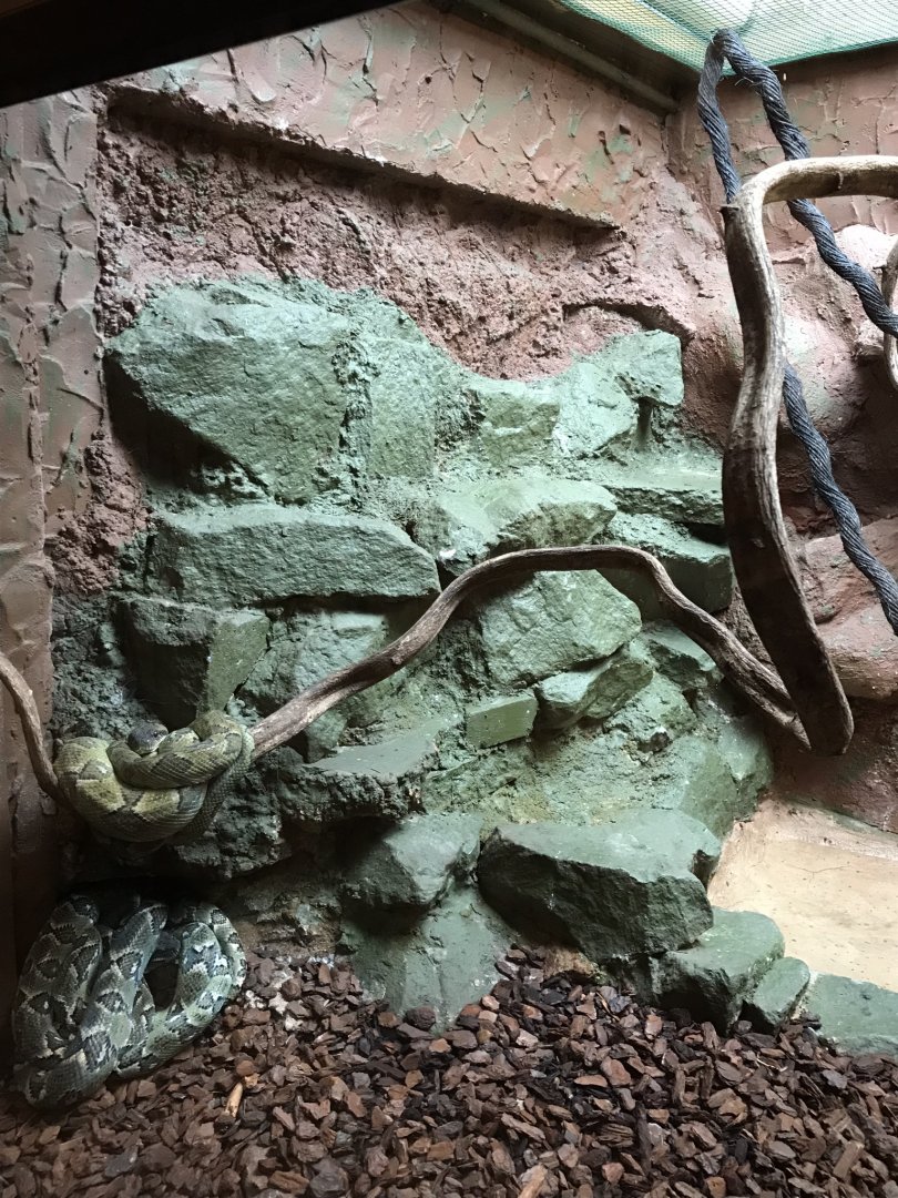 Reptile House - Madagascar tree boa exhibit 230619