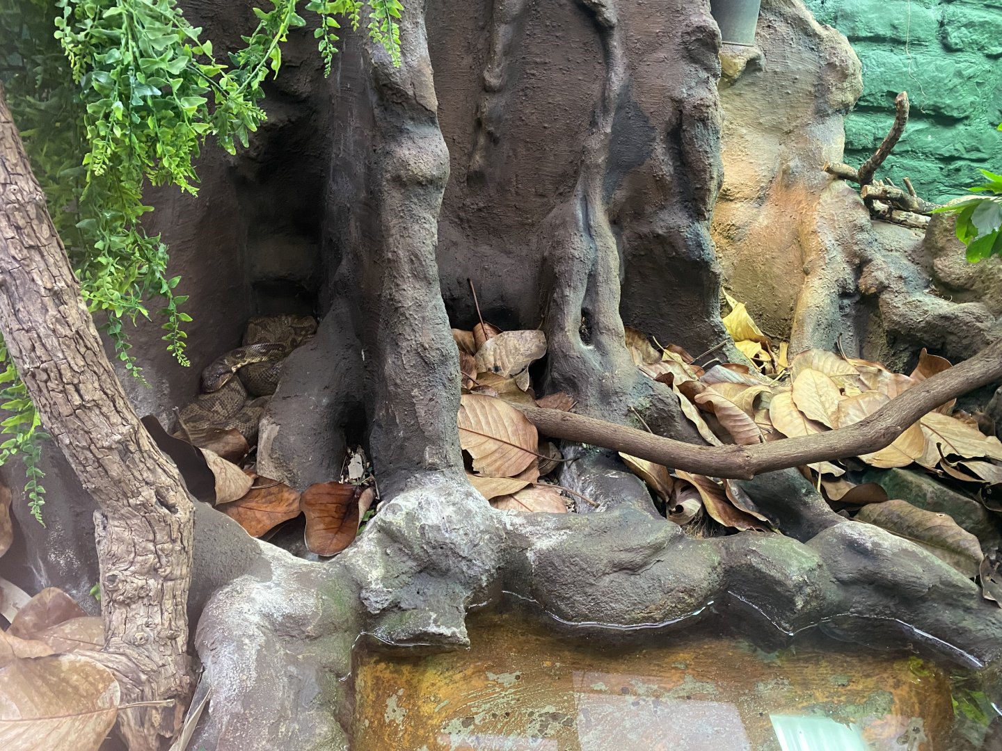 Reptile House - Malagasy tree boa exhibit 190622