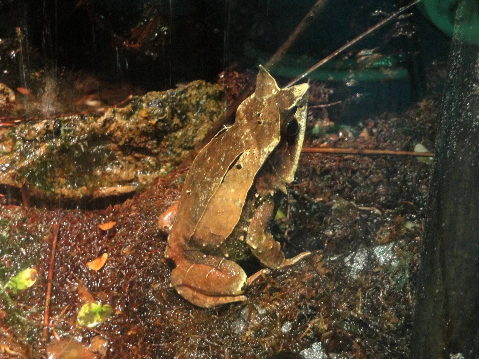 Reptile House - Malayan Leaf Frog