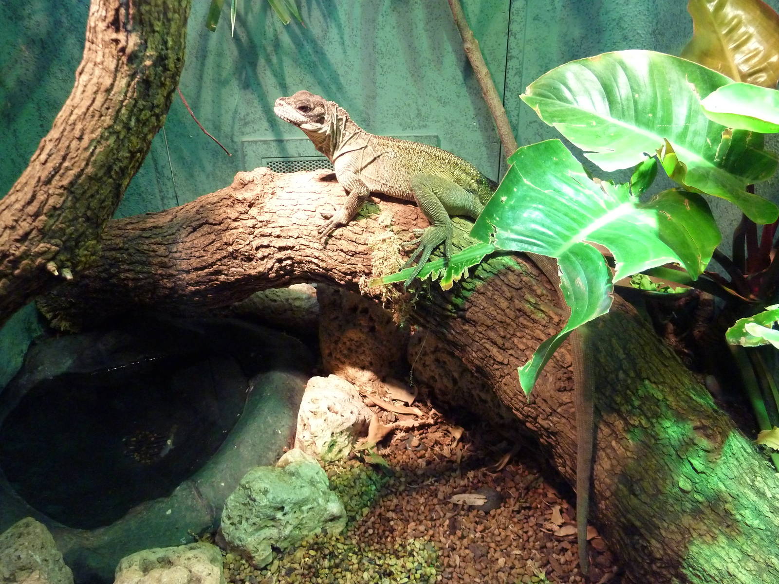 Reptile House - Malayan Sail-Finned Lizard