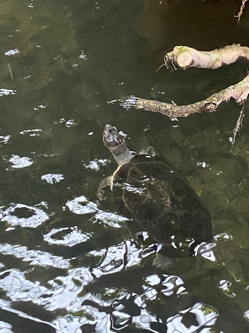 Reptile House - Malaysian giant pond turtle 190622