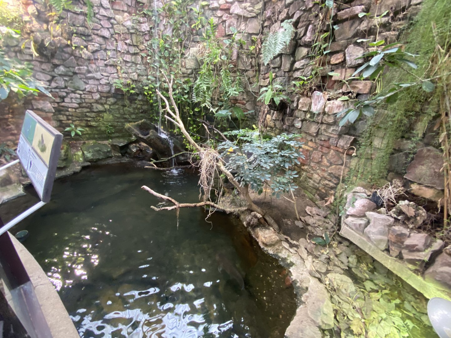 Reptile House - Malaysian giant pond turtle/Trinidad stream frog exhibit 190622