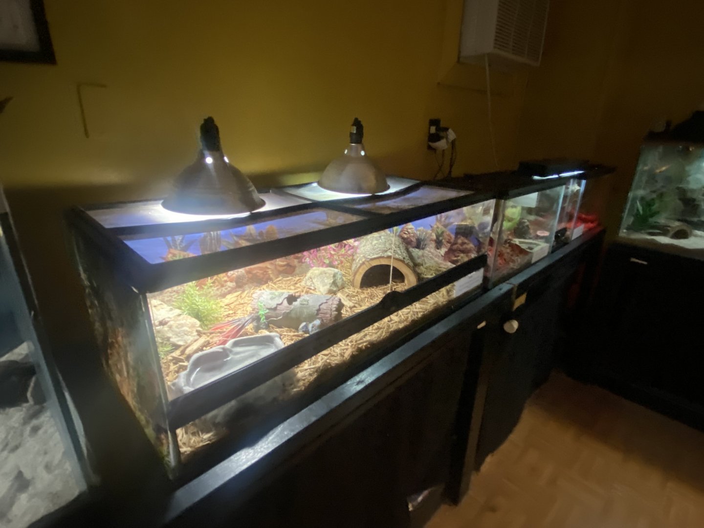 Reptile House - Mali Uromastyx Terrarium