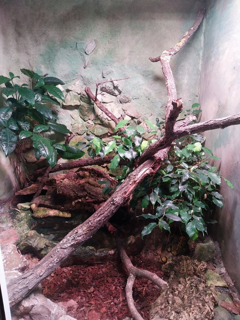 Reptile house - Mandarin ratsnake (Euprepiophis mandarinus) exhibit