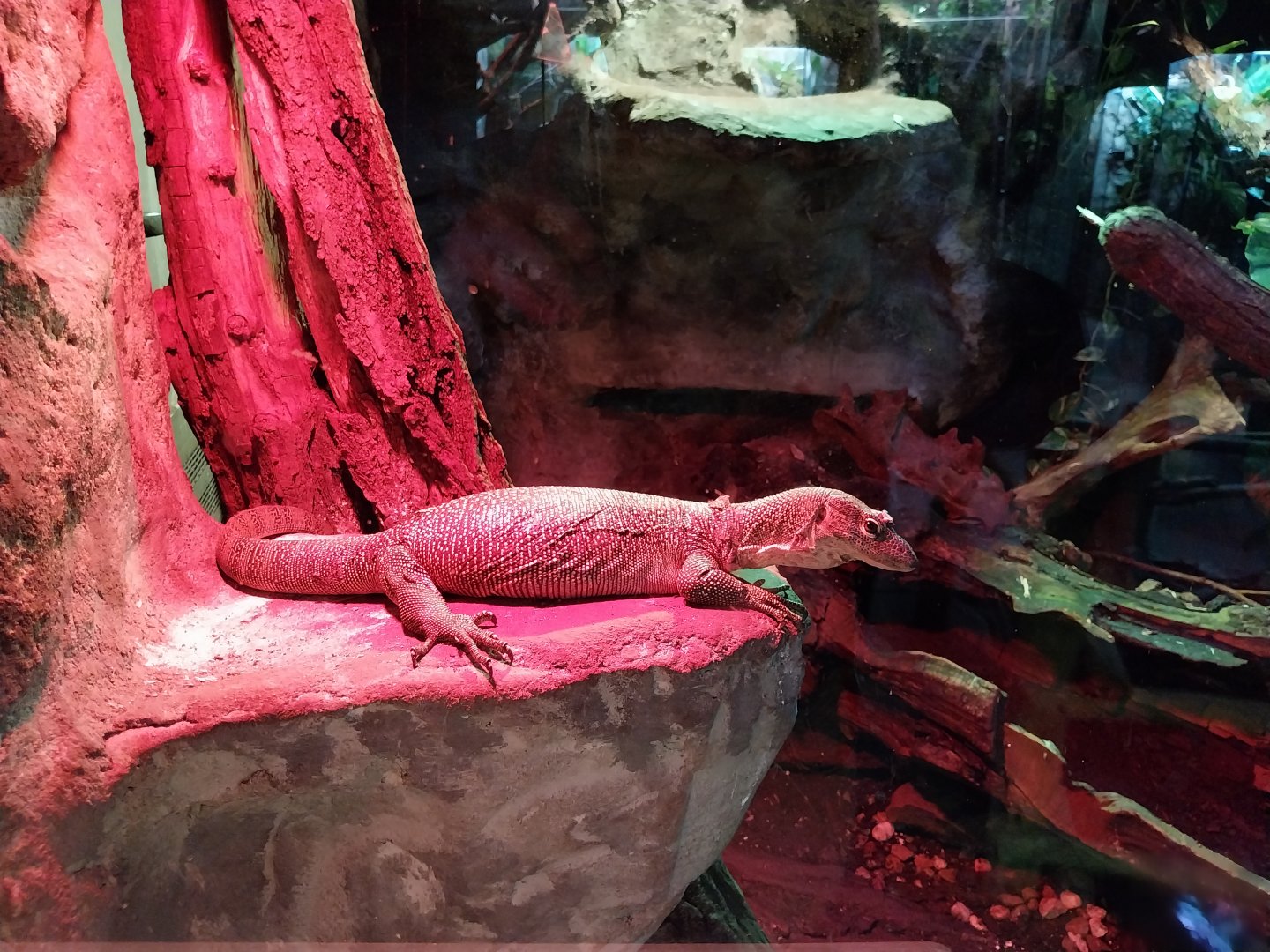 Reptile House - Mangrove monitor (Varanus indicus)
