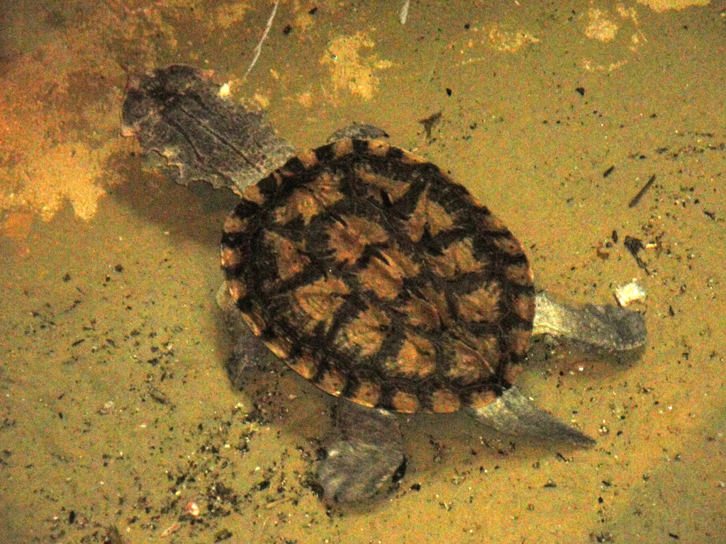 Reptile House - Matamata