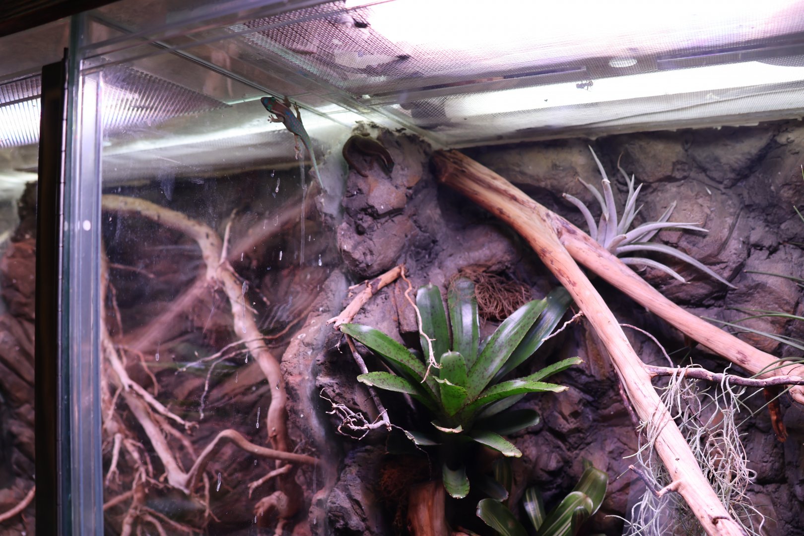 Reptile House - Mauritius ornate day gecko (Phelsuma ornata)