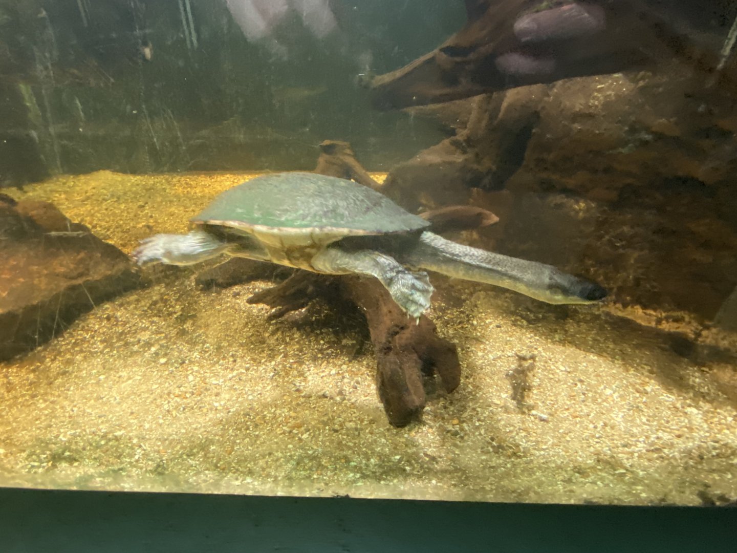 Reptile House - McCord's snake-necked turtle 180322