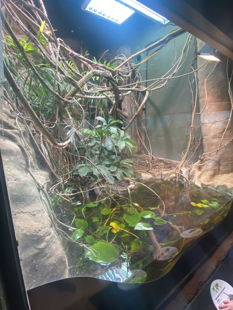 Reptile House - McCord's snake-necked turtle and Green tree monitor exhibit 040822