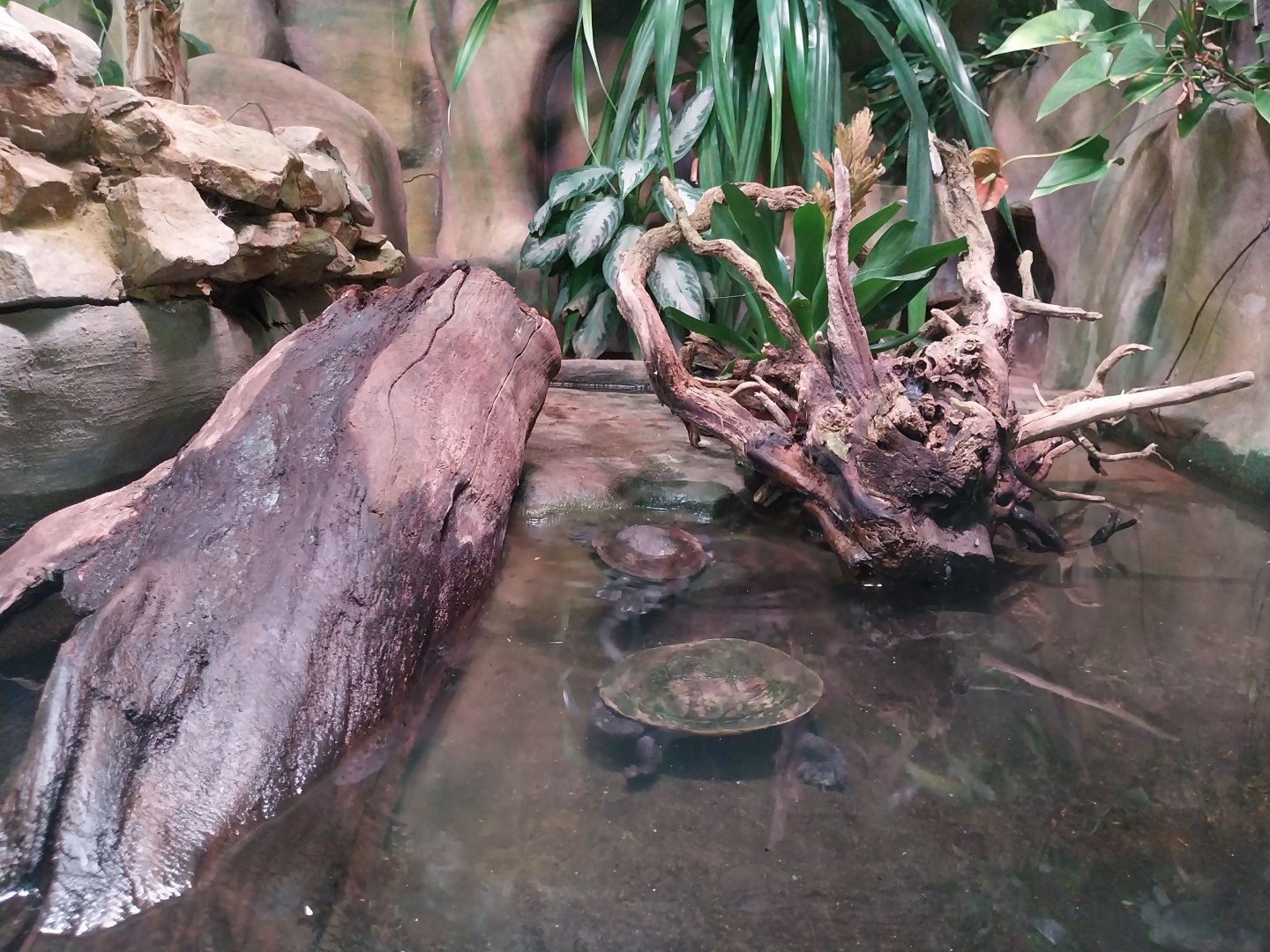 Reptile house - McCord's Snake-necked Turtle (Chelodina mccordi) exhibit