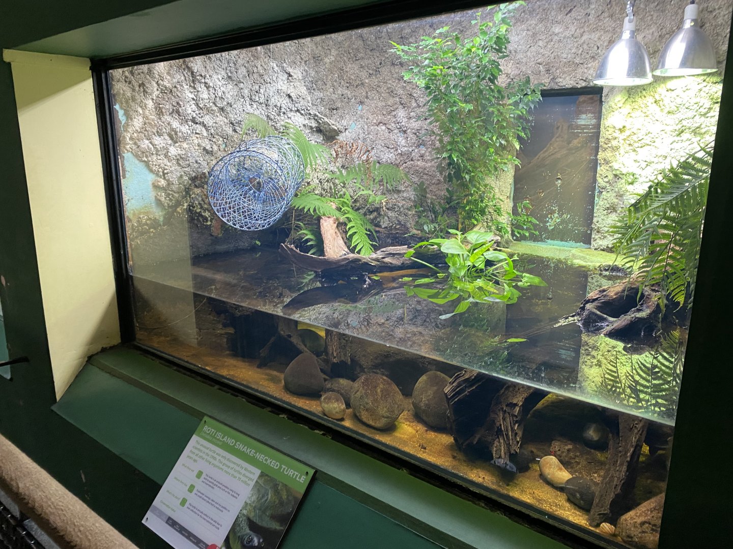 Reptile House - McCord's snake-necked turtle exhibit 180322