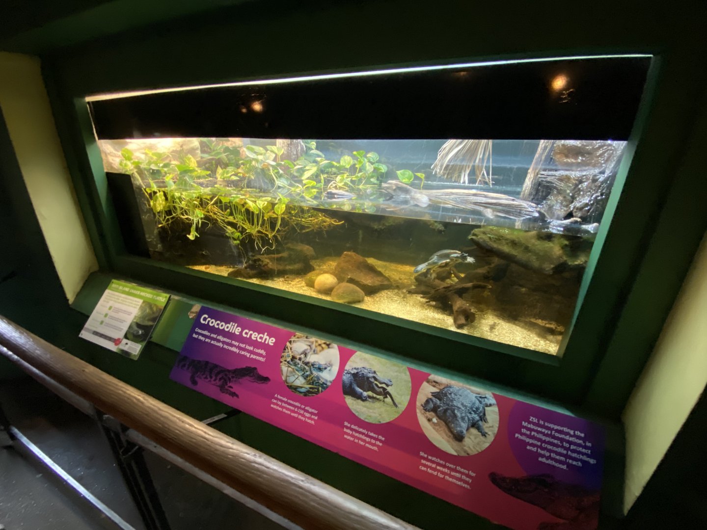 Reptile House - McCord's snake-necked turtle exhibit 180322