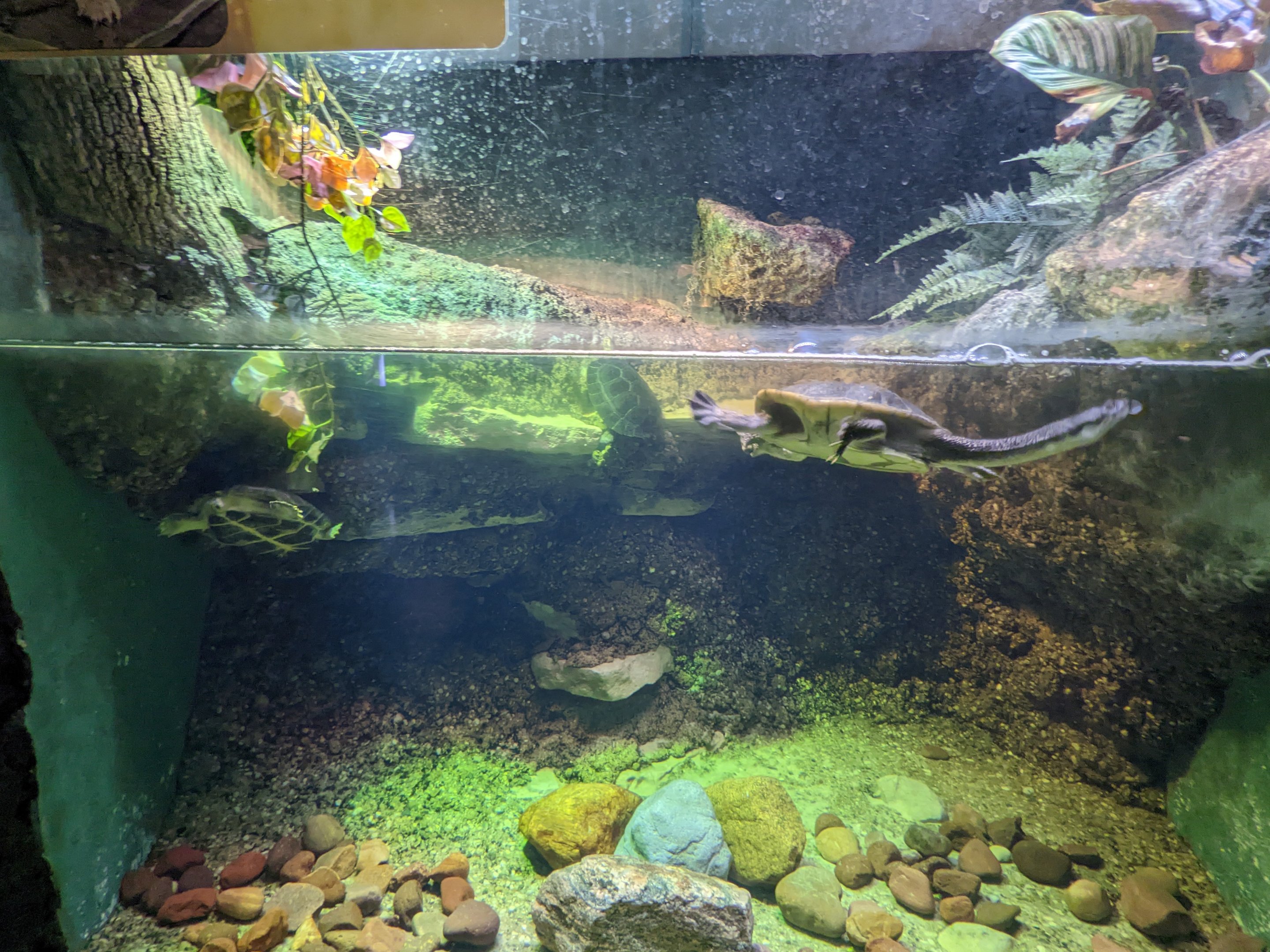 Reptile House -  McCords Snake necked turtle