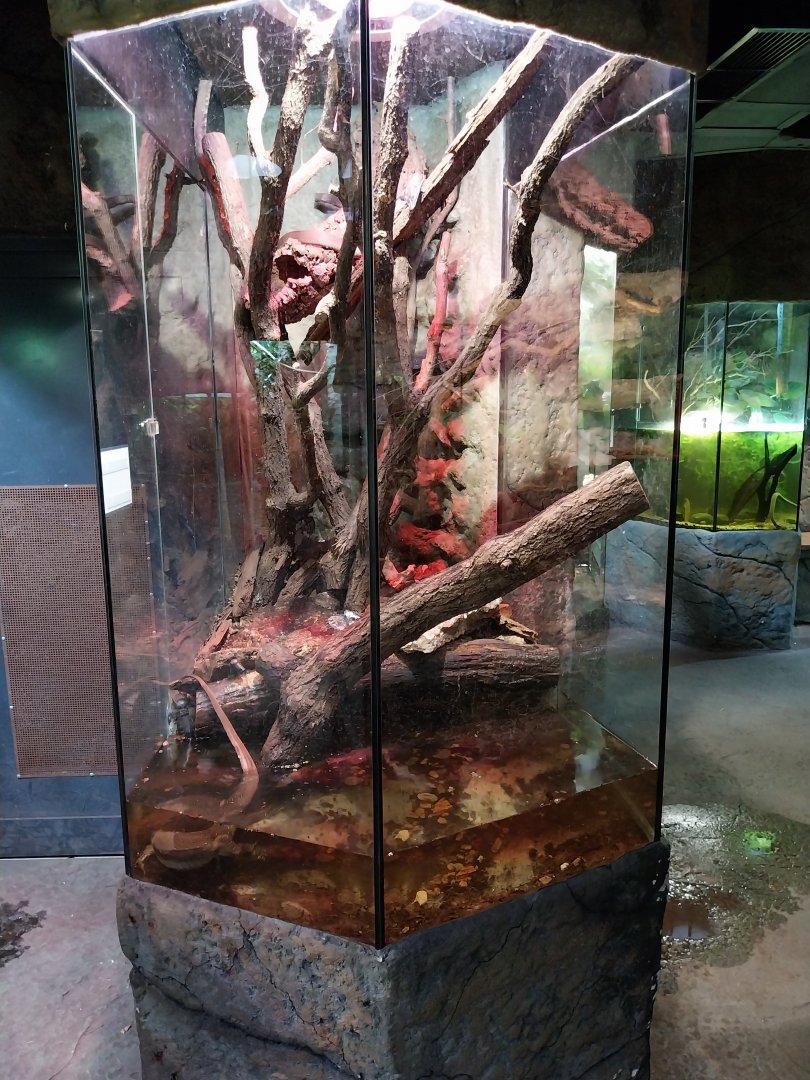 Reptile House - Mertens' monitor exhibit