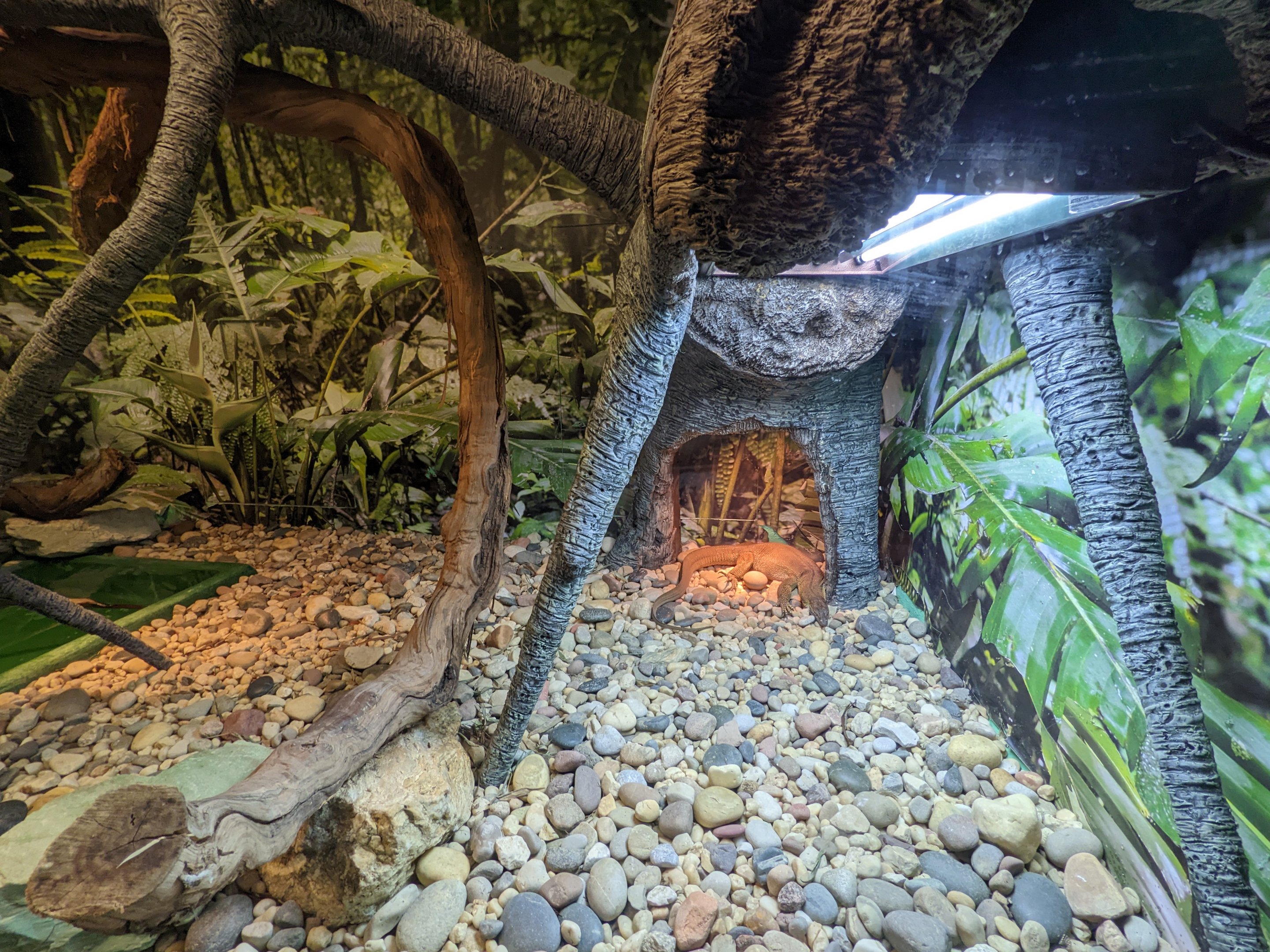 Reptile House - Merten's Water monitor