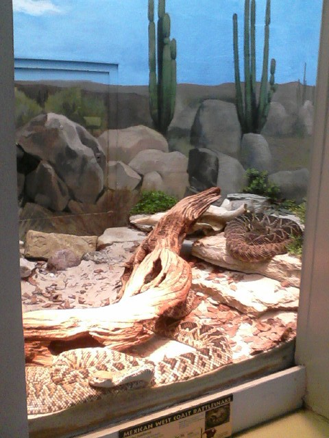 Reptile House- Mexican West Coast Rattlesnake exhibit
