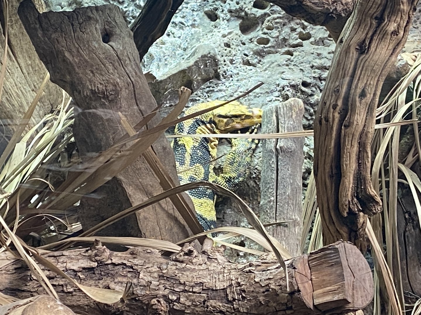 Reptile House - Mindanao water monitor 180322