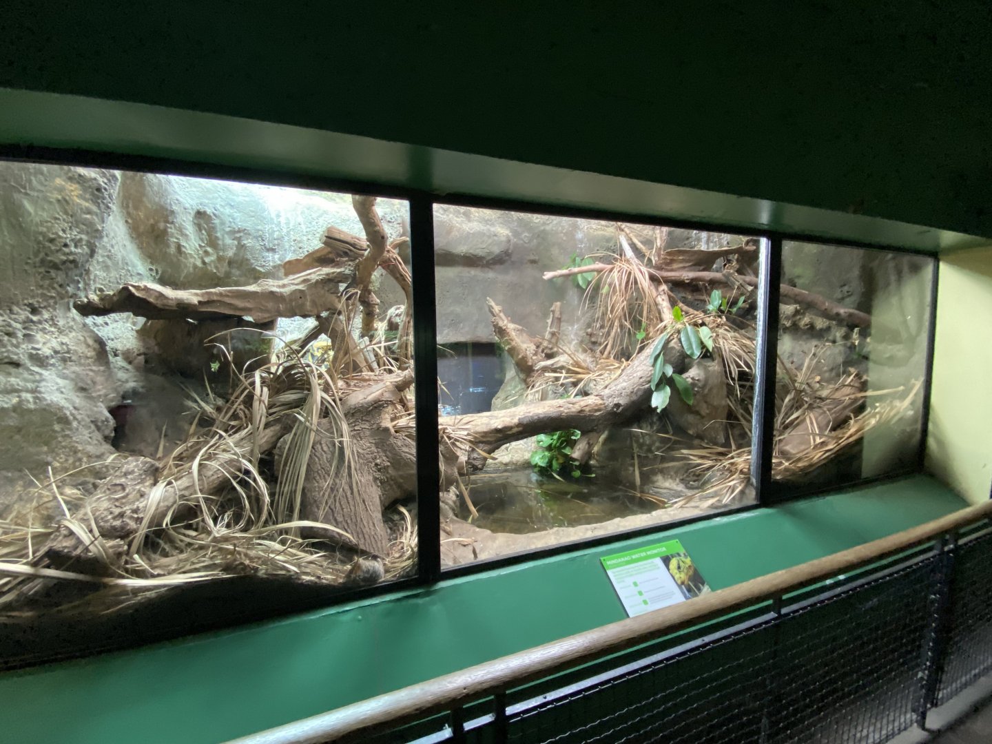 Reptile House - Mindanao water monitor exhibit 180322