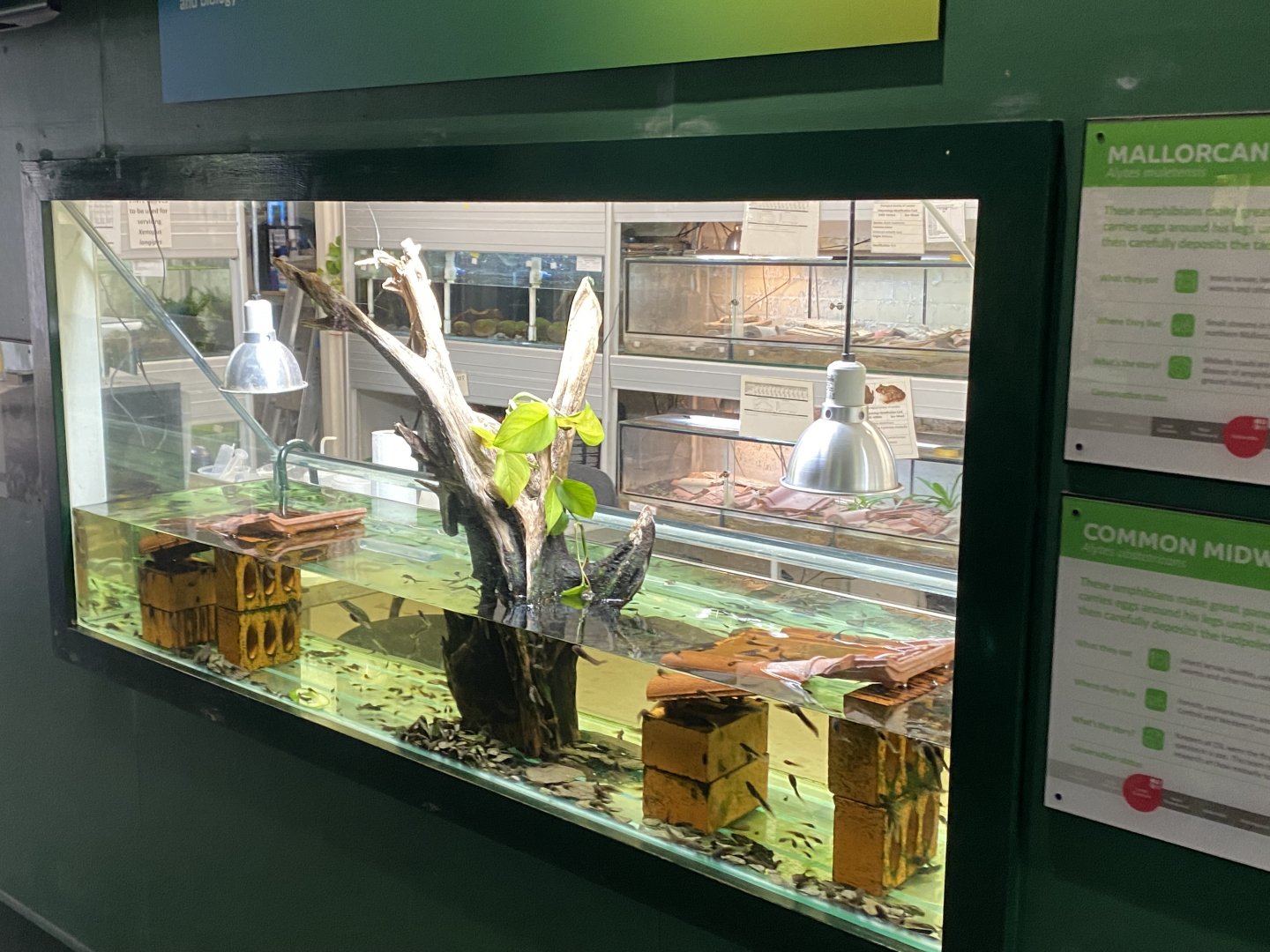 Reptile House - Mixed midwife toad exhibit 180322