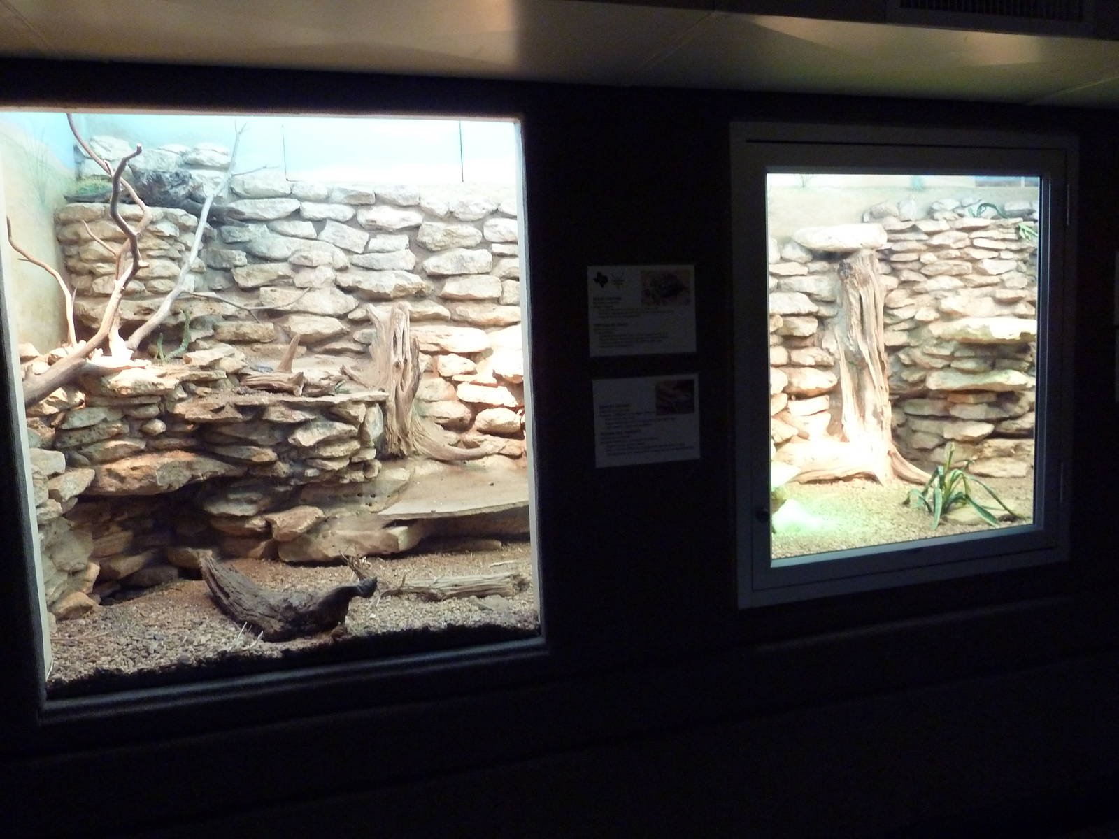 Reptile House - Mixed-Species Desert Exhibit