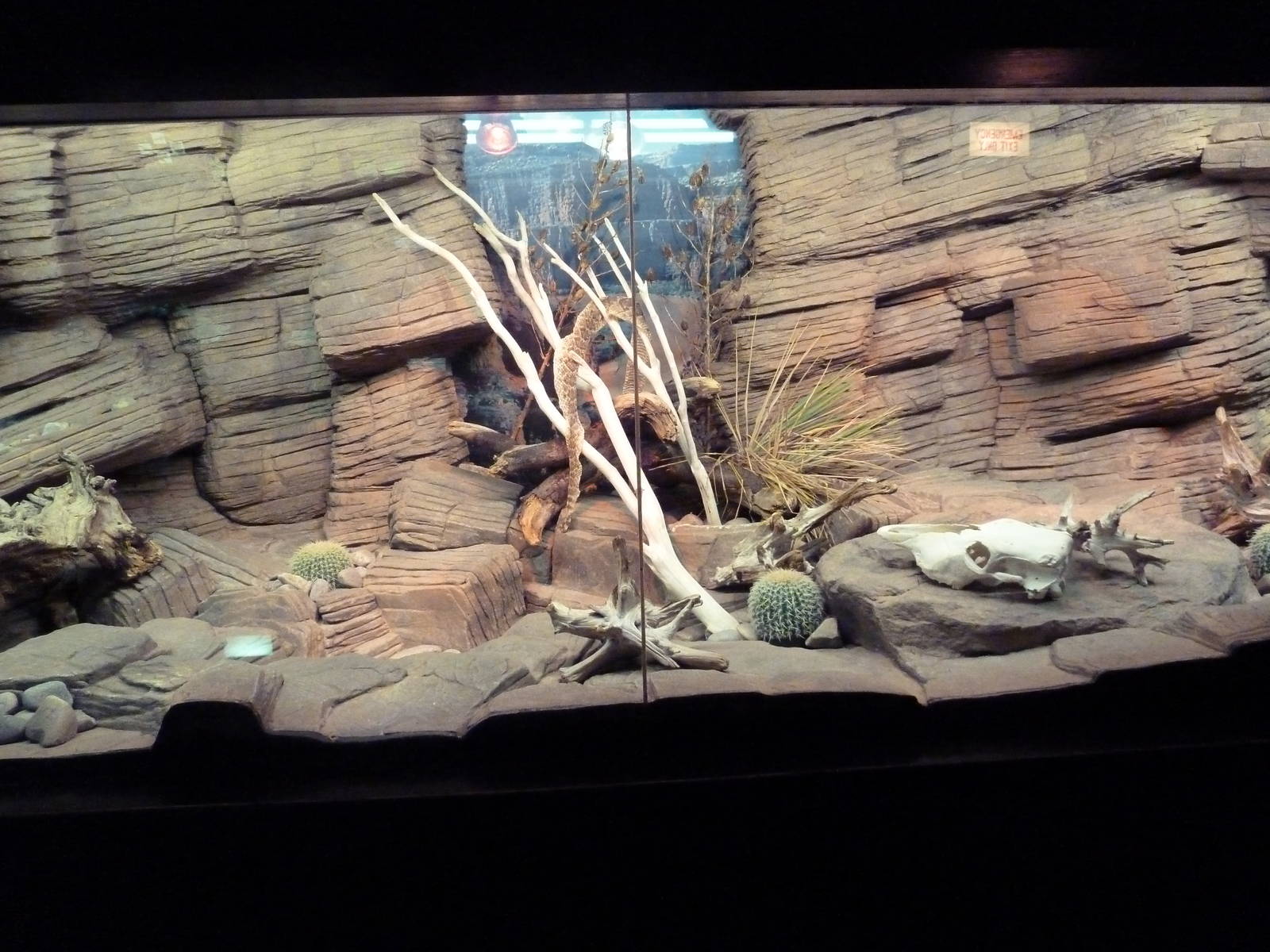 Reptile House - Mixed-Species Exhibit
