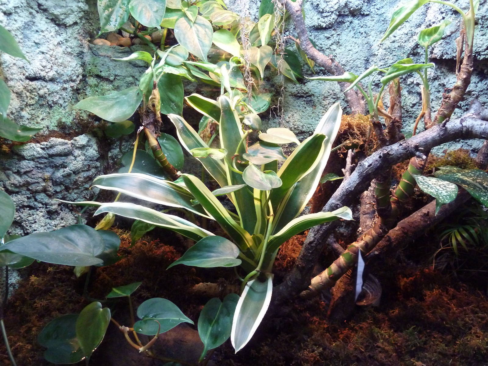 Reptile House - Mixtecan Alligator Lizard Exhibit