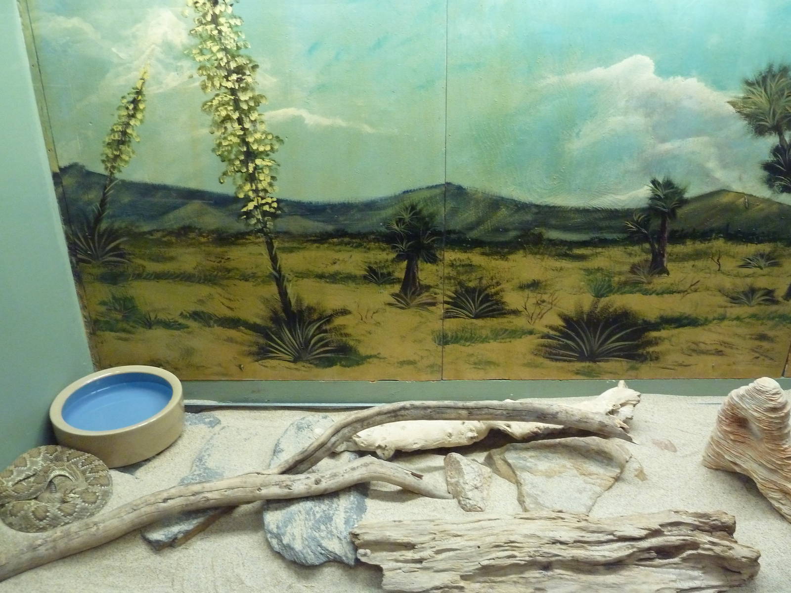 Reptile House - Mojave Rattlesnake Exhibit