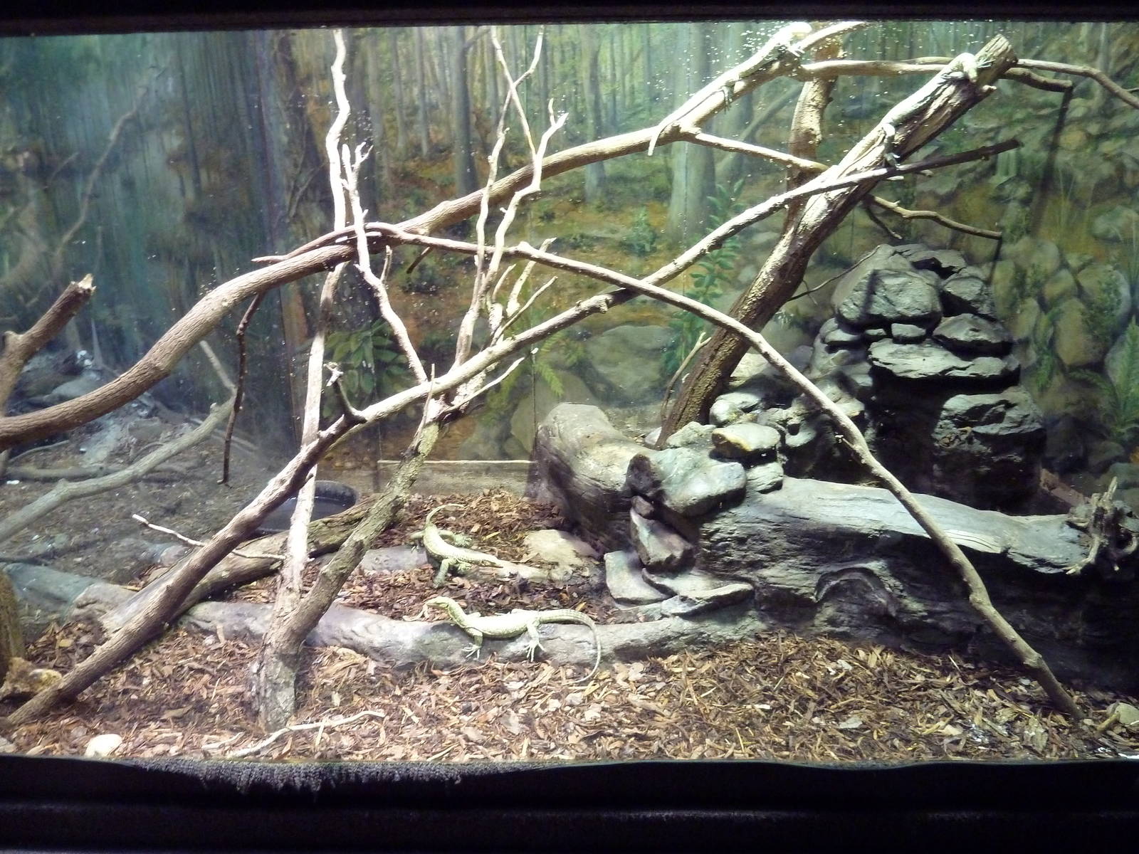 Reptile House - Mollucan Yellow Monitor Exhibit