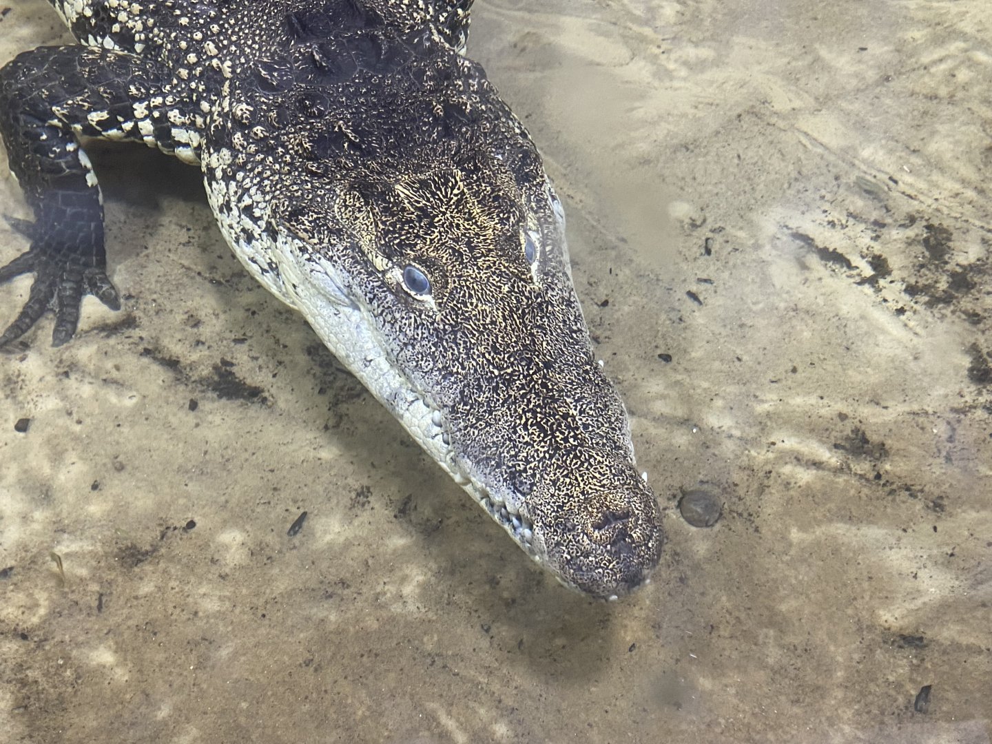 Reptile House - Morelet’s crocodile 130925